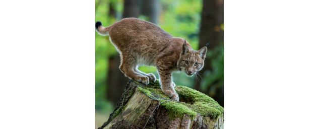 Parcours lynx - Istockphotos