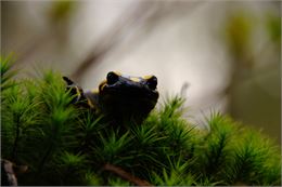 Salamandre tachetée - LPO Savoie