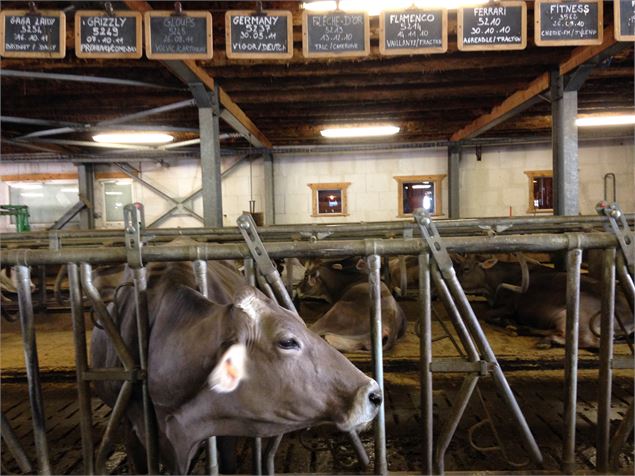 Val d'Isère : visite à la ferme - DD/FACIM