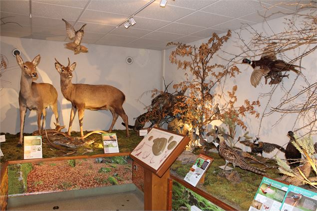 Animaux de montagne - Musées de Bellevaux