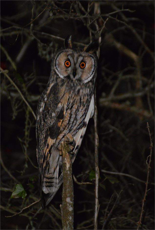 Hibou moyen-duc - Alexandre Roux