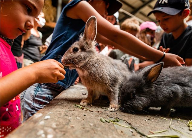 enfant et lapin - OT Combloux