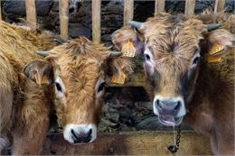 Visite de la ferme de l'Aubrac - Corbier Tourisme