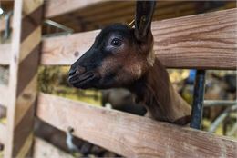 Visite de la Ferme du Mont Thabor - Alban Pernet