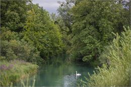 Atelier découverte : nos arbres, des filtres pour l'eau_Annecy - Ville d'Annecy