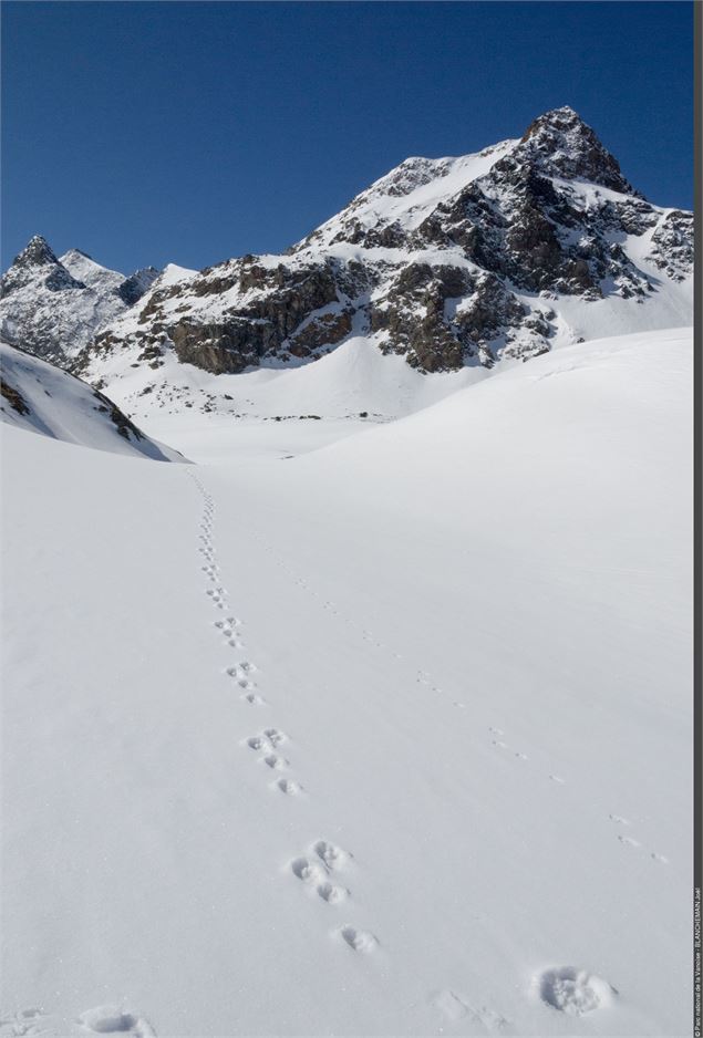 Traces de Lièvre variable dans la neige - Joël Blanchemain PNV