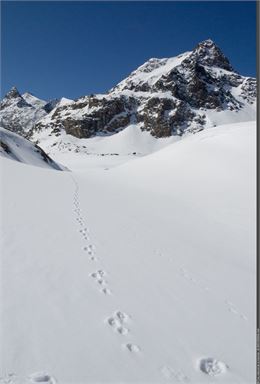 Traces de Lièvre variable dans la neige - Joël Blanchemain PNV