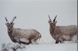 Point rencontre - Découverte de la faune en hiver -  Termignon_Val-Cenis