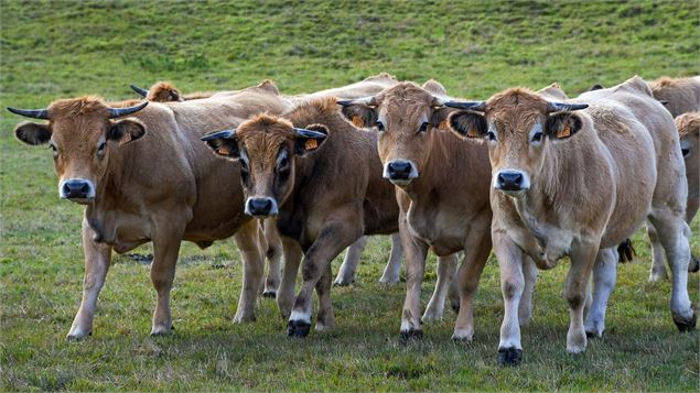 Troupeau de vaches de race Aubrac - Pixabay