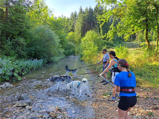 Séjour dogfriendly multi-activités_Plateau d'Hauteville - JOsorio