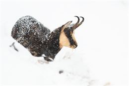 Chamois dans la neige