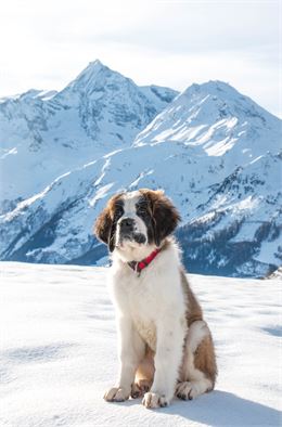 Balade avec les Saint-Bernard par Pascal Guesdon