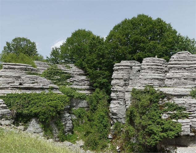 Stone forest - Groupe Nature