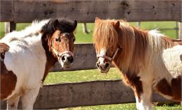 Poneys - Pixabay