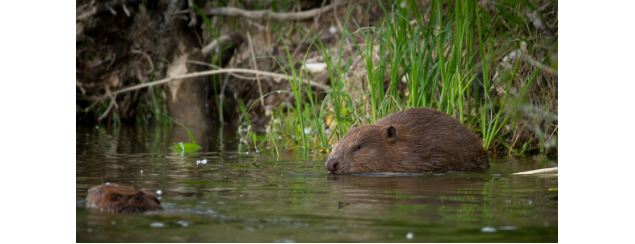 Nageur en eau froide: l'exemple du castor et du cingle plongeur_Morillon