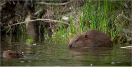 Nageur en eau froide: l'exemple du castor et du cingle plongeur_Morillon