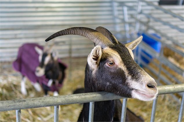 Visite de la ferme de l'Aubrac - Corbier Tourisme