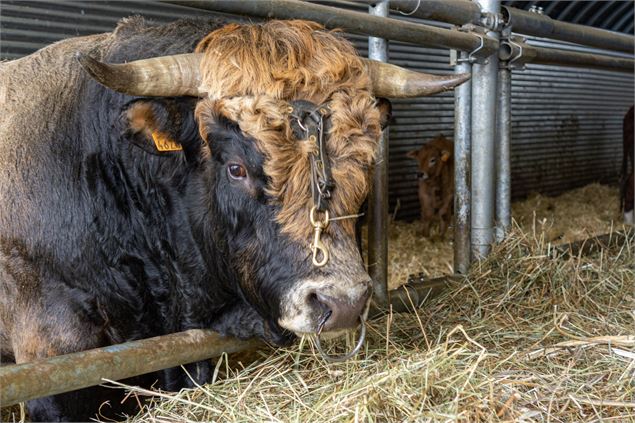 Visite de la ferme de l'Aubrac - Corbier Tourisme