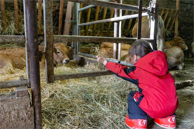 Visite de la ferme de l'Aubrac - Corbier Tourisme