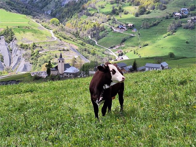 Vache devant l'Eglise de la Tour - Office de Tourisme de Saint Jean d'Arves