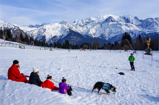 Entrainement chien d'avalanche - Atelier Melicope