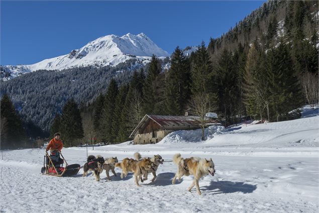 Visite du parc du chien polaire - Les Contamines Tourisme