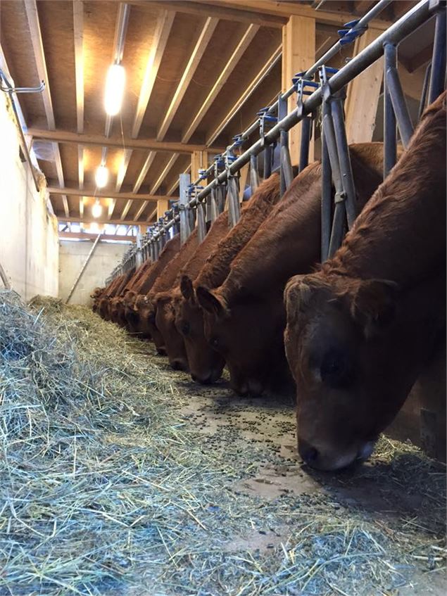 Visite de Ferme (GAEC de l'Aliet) - GAEC Tarines de l'Aliet