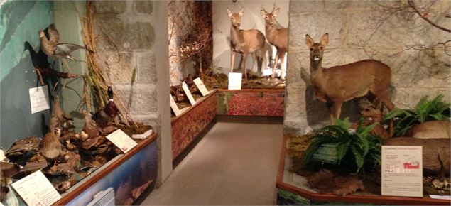 Chevreuils et autres animaux - Musées de Bellevaux