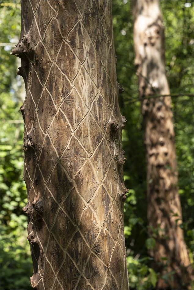 Balade artistique Ephémère et Durable - Association Bords de l'Aire