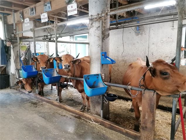 Vaches dans la ferme - ©Cordon Tourisme