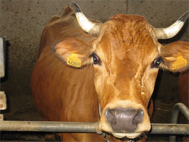 Ferme de l'Abérieu - ©Cordon Tourisme