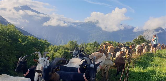 Troupeaux et paysage - ©Aurélie Maire