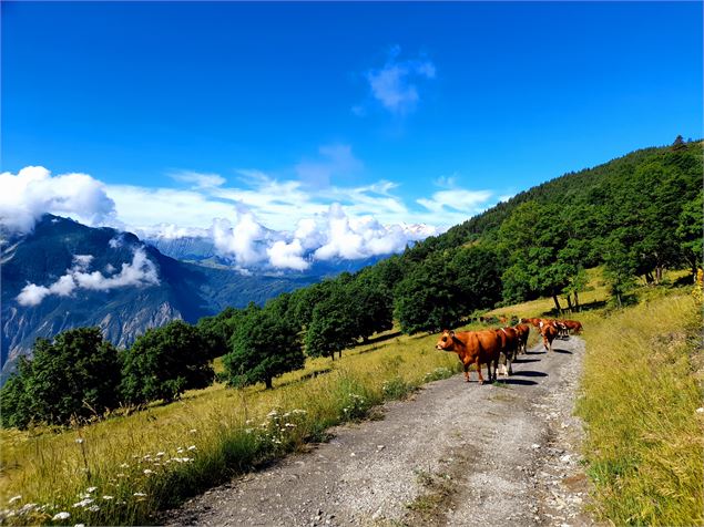 Découverte d'un alpage de Beaufort et fromage à raclette - GAEC des Ardoisiers