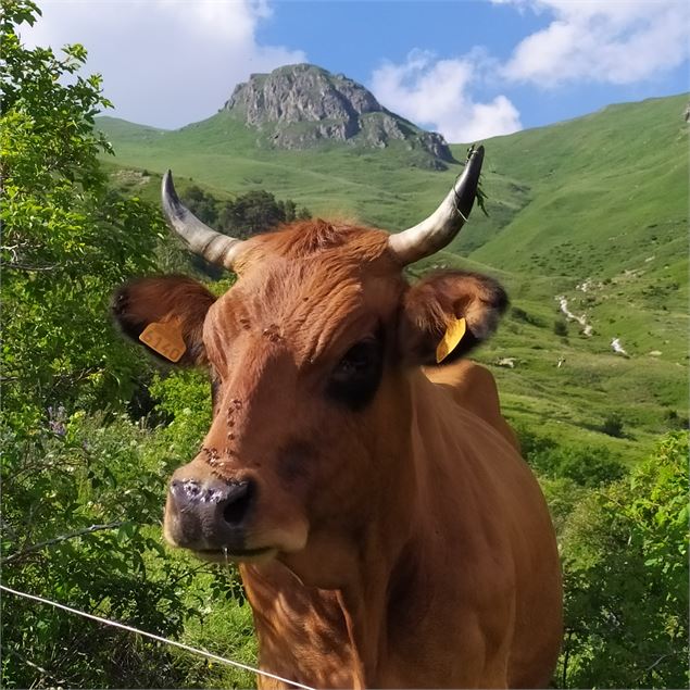 Découverte d'un alpage de Beaufort et fromage à raclette - GAEC des Ardoisiers