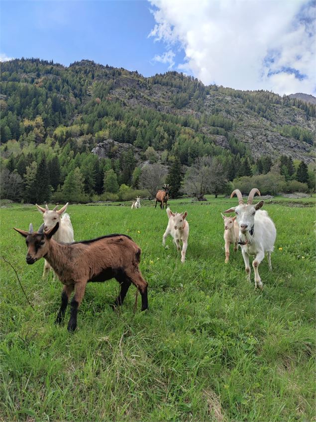 Traite des chèvres et assiette locale à la ferme