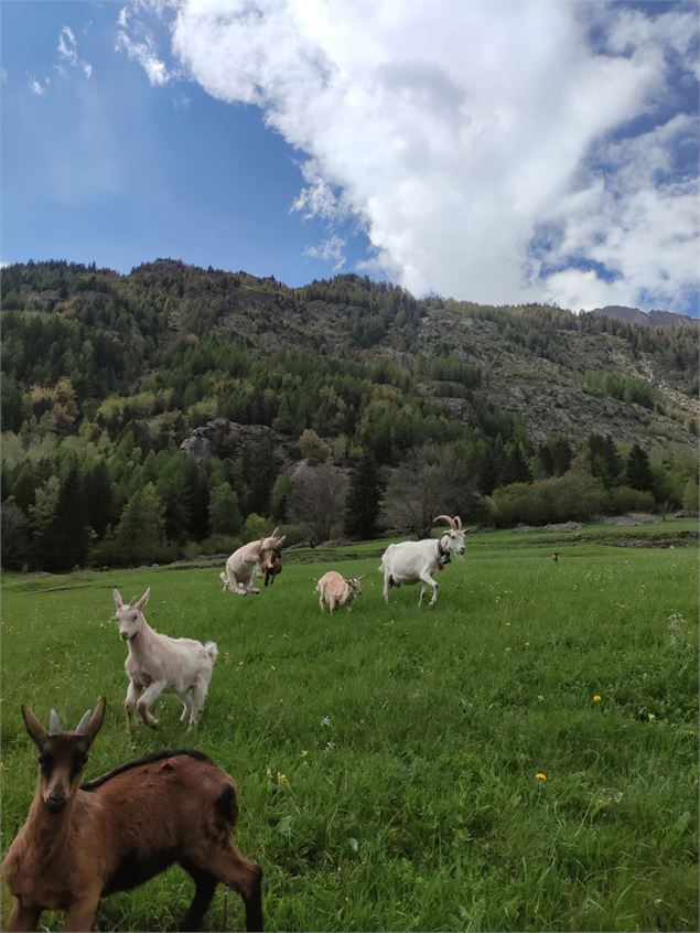 Traite des chèvres et assiette locale à la ferme