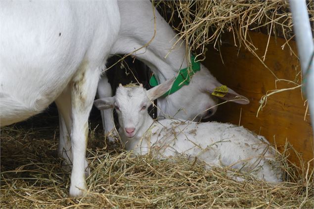 Crée ton propre beurre à la ferme