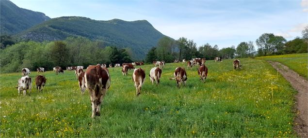 Vaches dans un champs - Élisabeth Barras