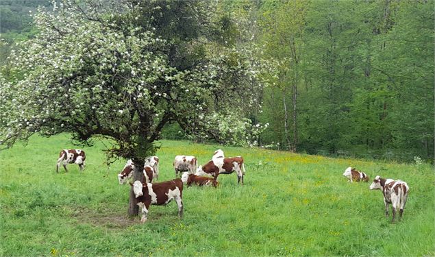 Vaches dans un champs - Élisabeth Barras