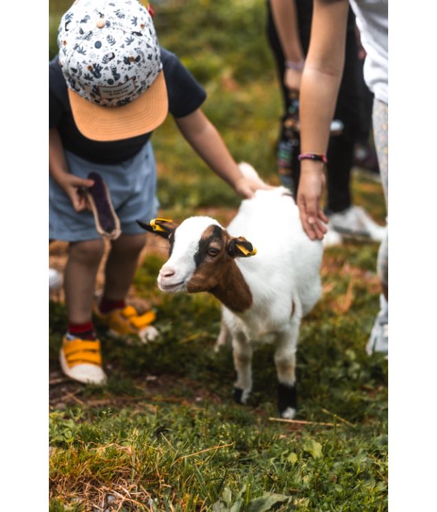 Chevre de la ferme du haut chablais - Lbm.vision