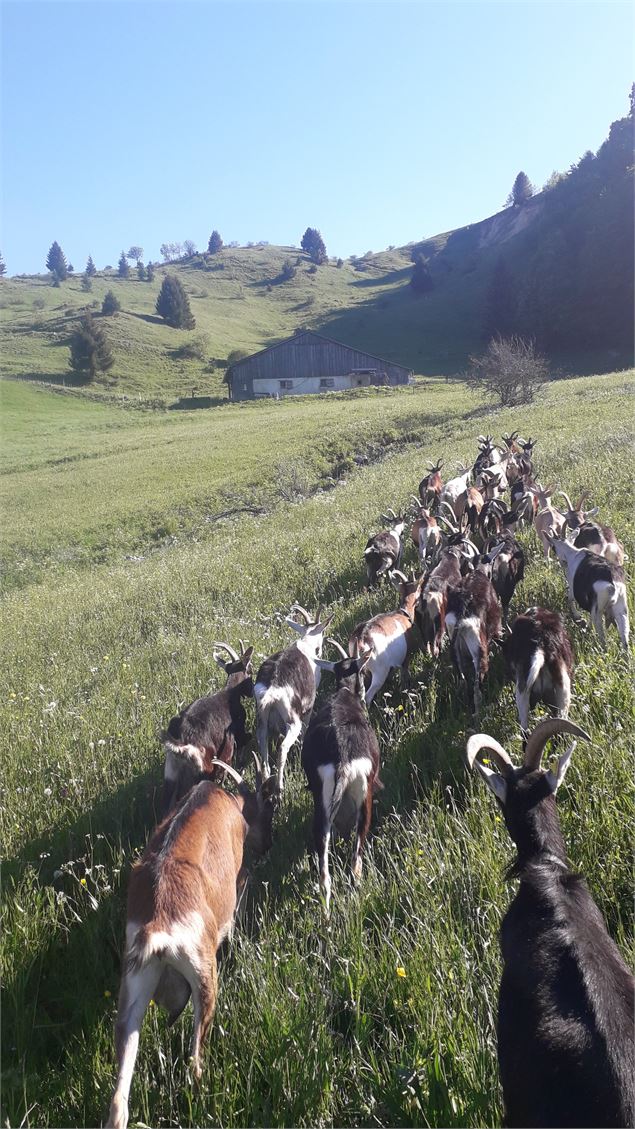 Chèvrerie des Barrettes - Chèvrerie des Barrettes