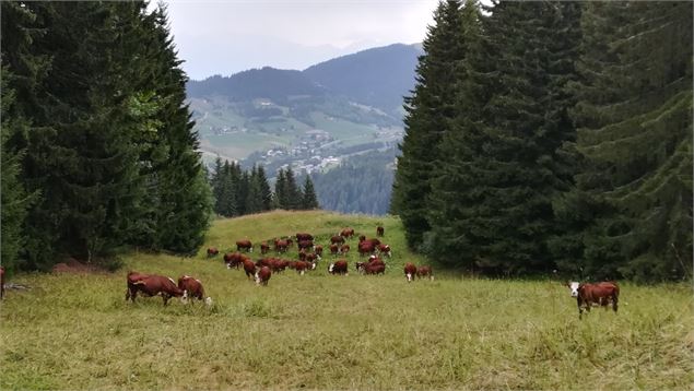 Vaches à Crest Voland - geac haut de Val d'Arly