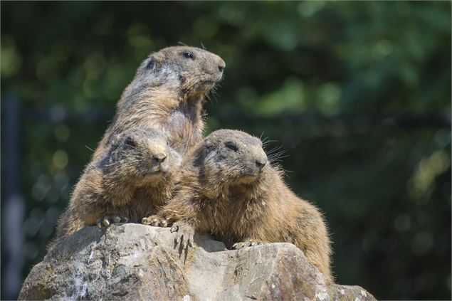 A la rencontre des marmottes - 2CVA