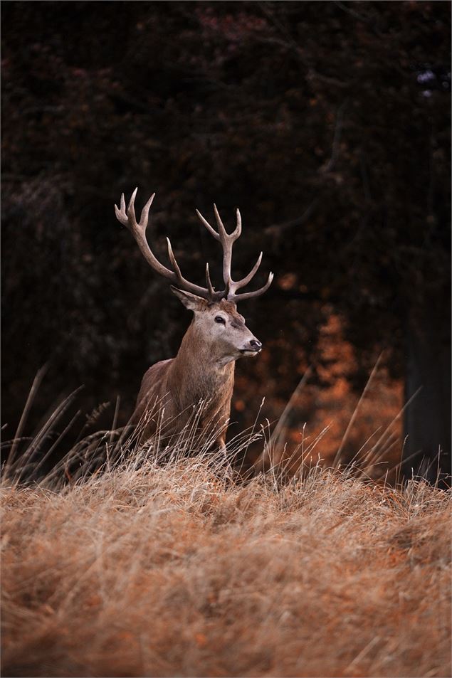 Observation des cerfs et chamois