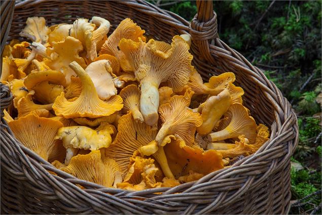 Chanterelles