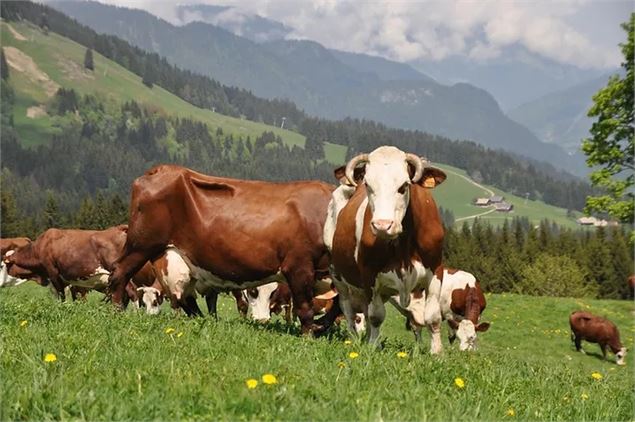 La Ferme de Seraussaix - La Ferme de Seraussaix