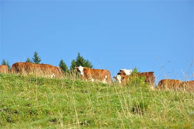 La Ferme de Seraussaix - La Ferme de Seraussaix