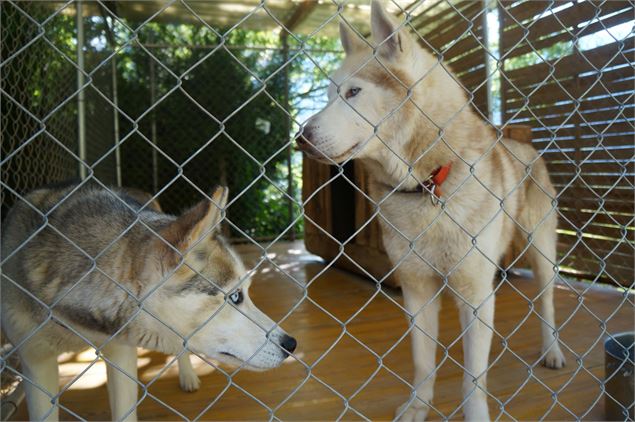 Les chiens ont hâtes de sortir de leur cage pour se faire caliner - Les Grange d'Heïdi