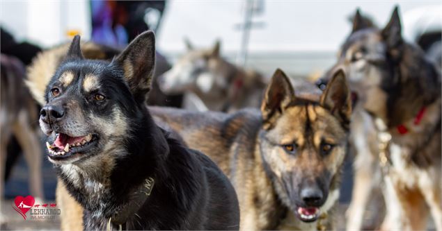 Lekkarod - Course internationale de chiens de traineaux_Saint François Longchamp