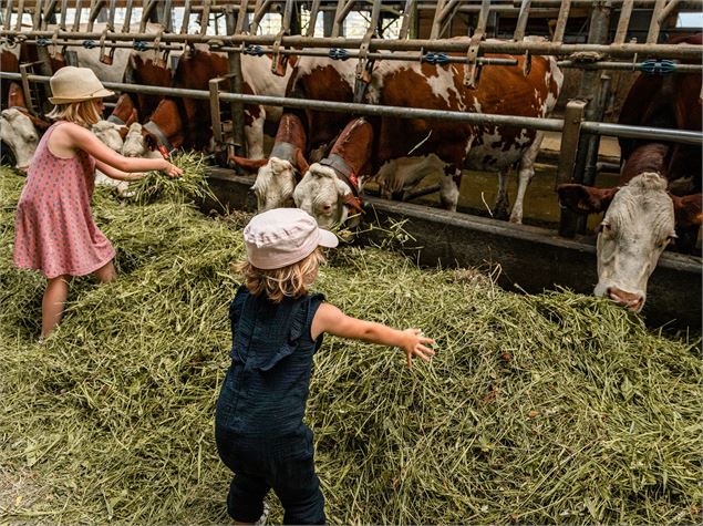 enfants et vaches - OT Combloux